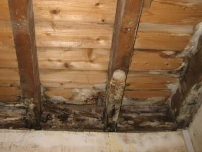 Wet rot and dry rot treatment